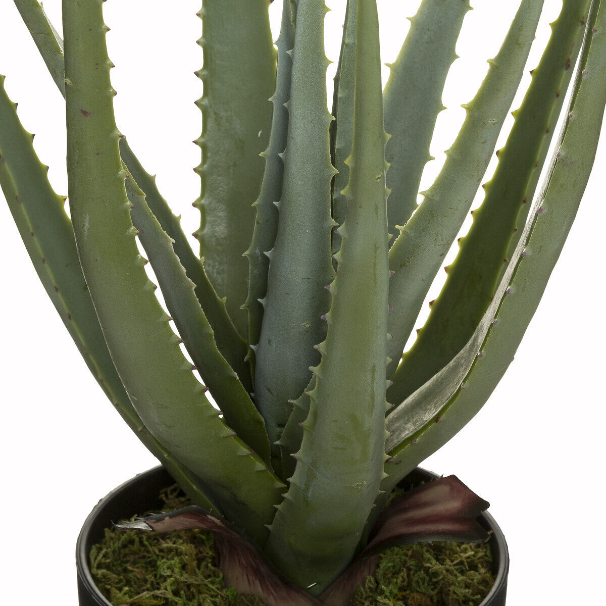 Dekorativno cvijeće aloe h44