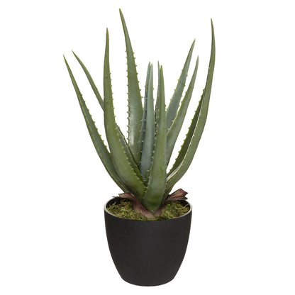 Dekorativno cvijeće aloe h44